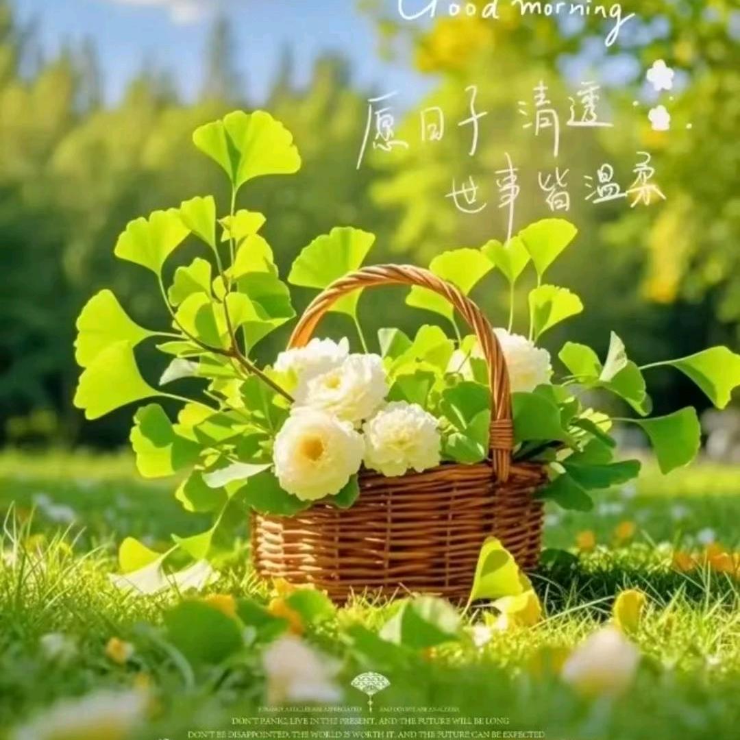 丽水红叶（互)
