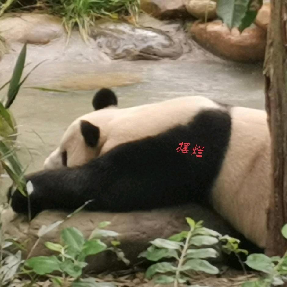 晋王府的秦若雨头像