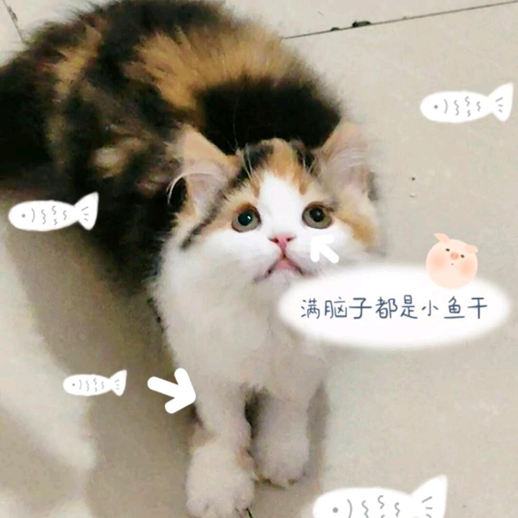 凤栀语