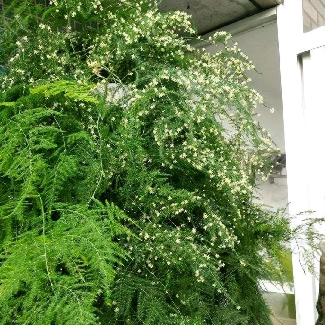 你的影子