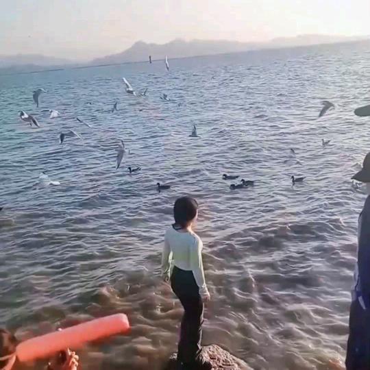 楊、y