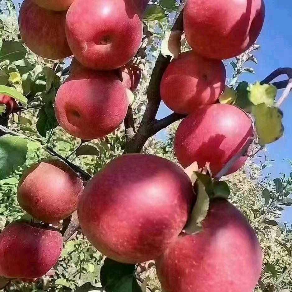 昭通苹果小王子🍎🍎🍎❤️💞💖