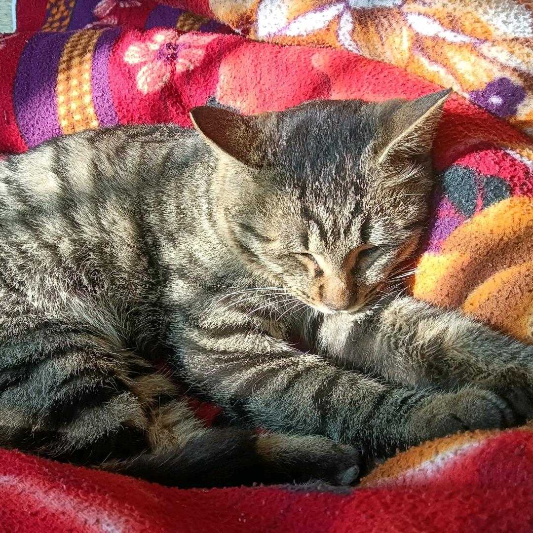 睡了的猫