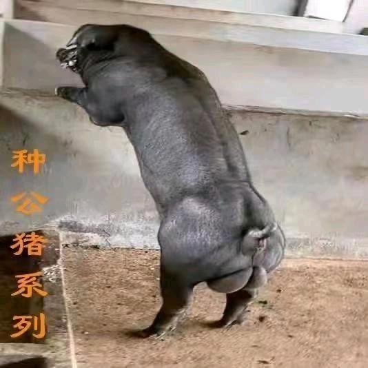 福旺专业育种养殖场