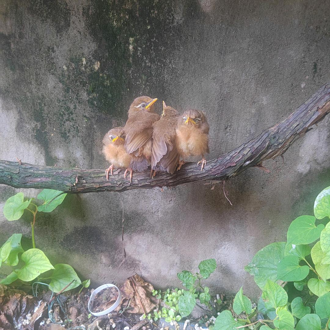 画眉鸟、凉山猎犬
