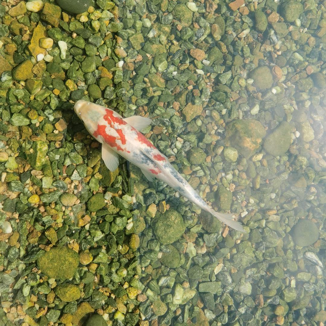 吉祥