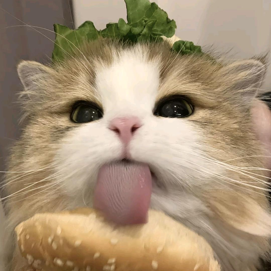 养猫看高江