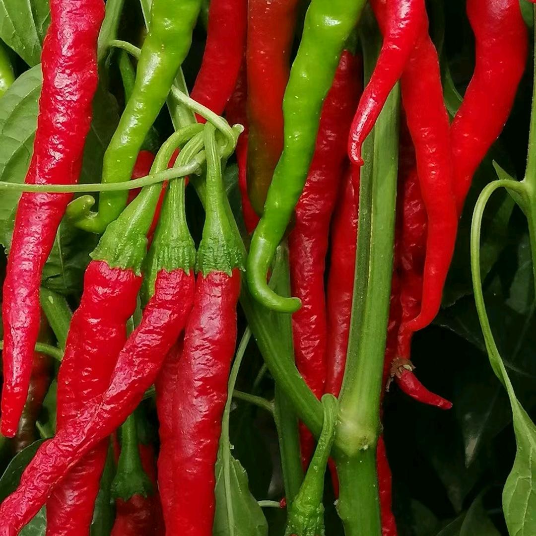 汉维农业市场部