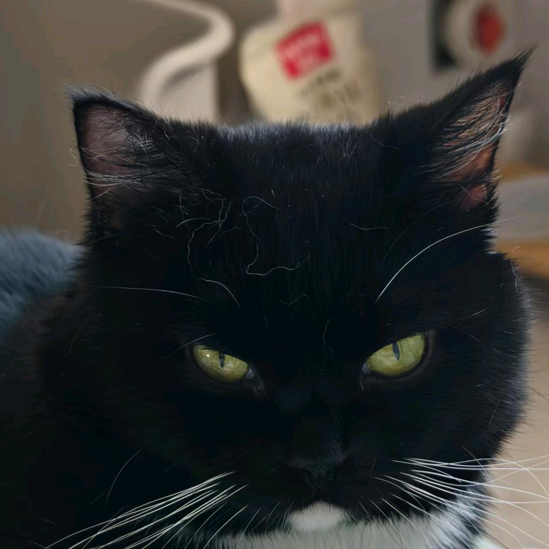 zzz鸭