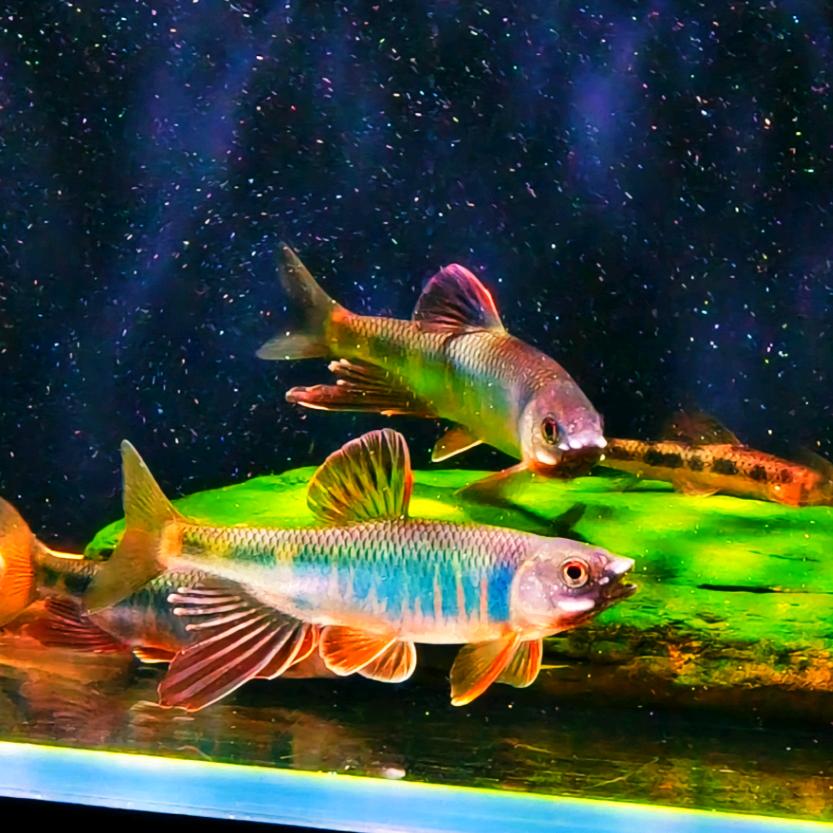 斌子原生溪流