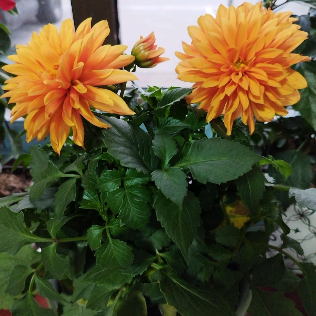相信自己36611