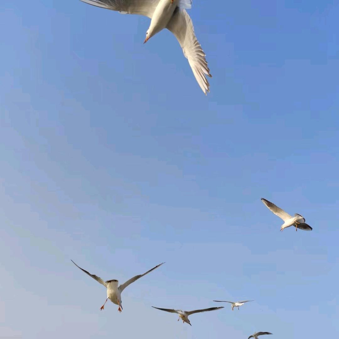 嗨，你好马