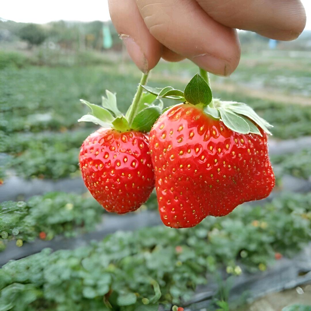 冰淇淋🍓