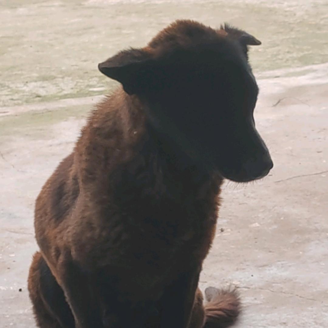 头像是一只小狗