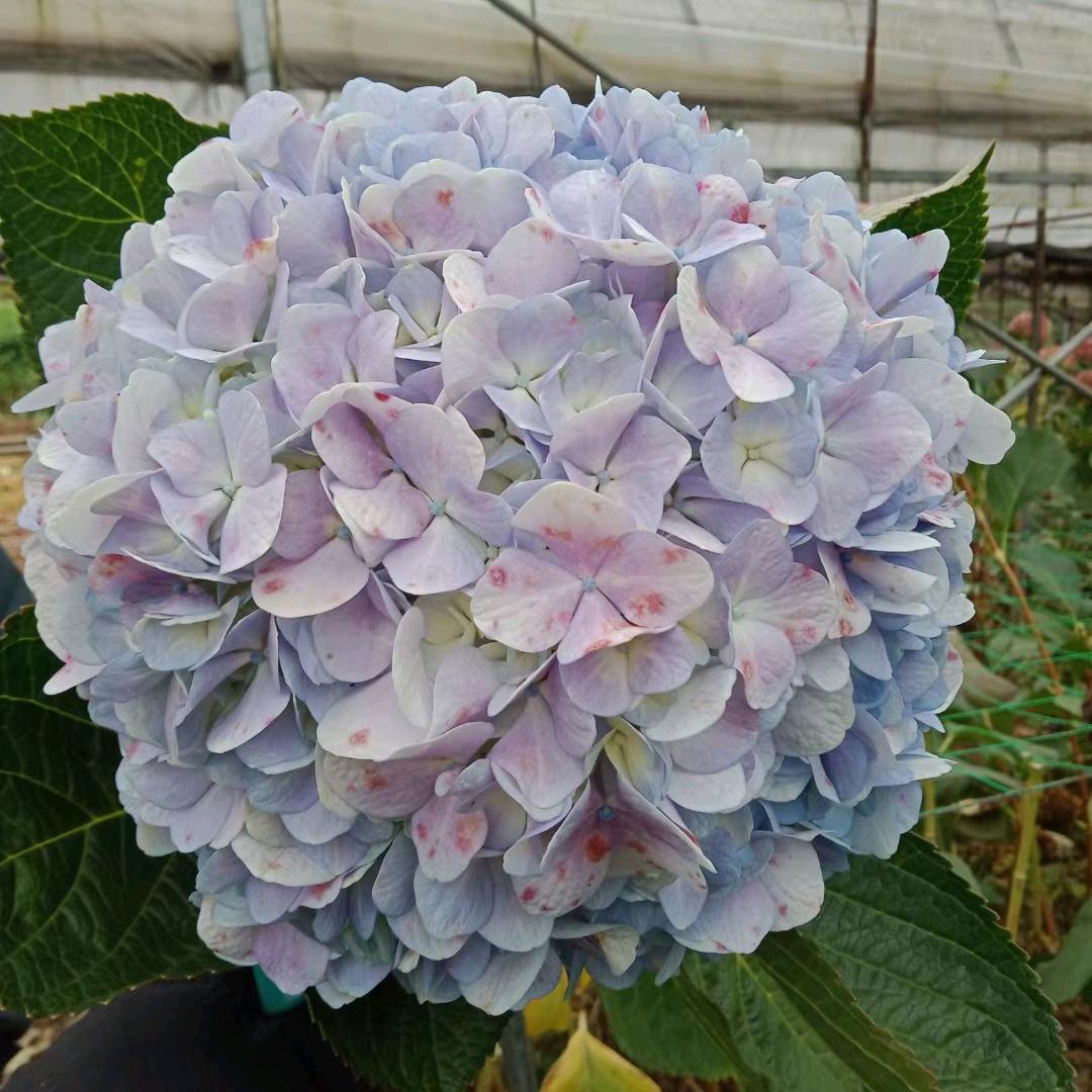 ♥(己无所谓)♥