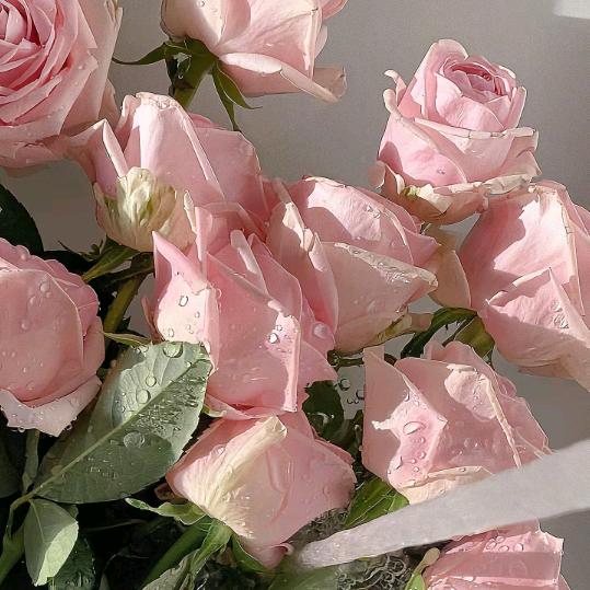 青白江礼贤商贸小白