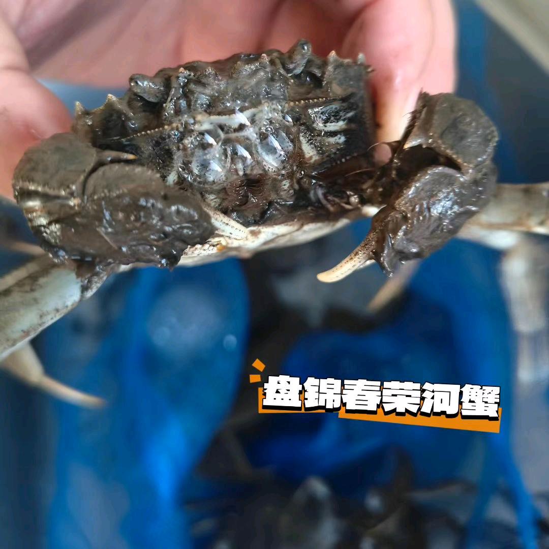 盘锦春荣河蟹