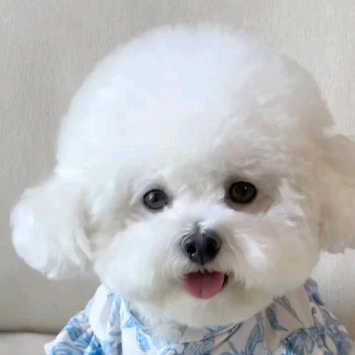 萌妹的小泡芙