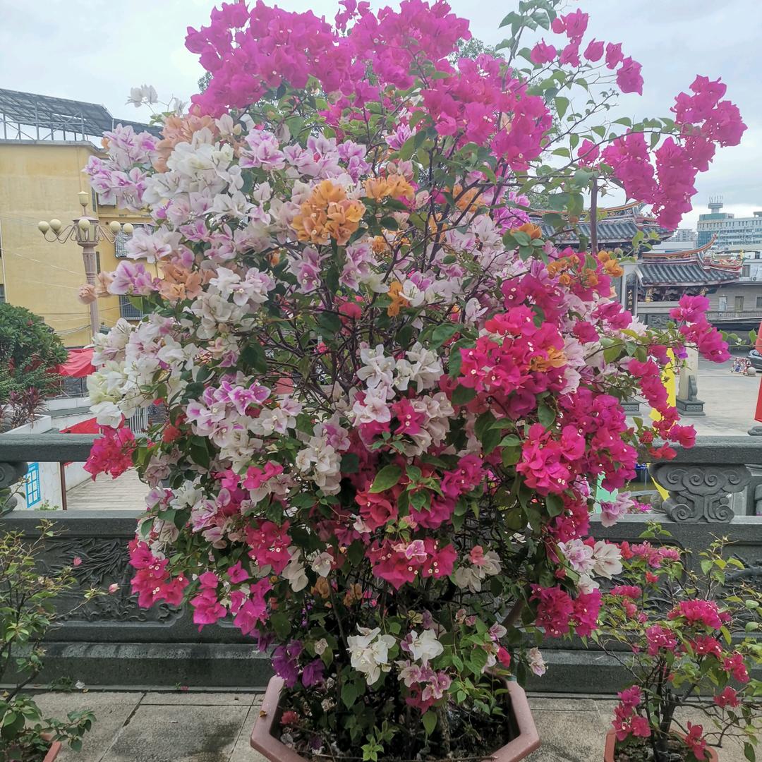 使徒行者