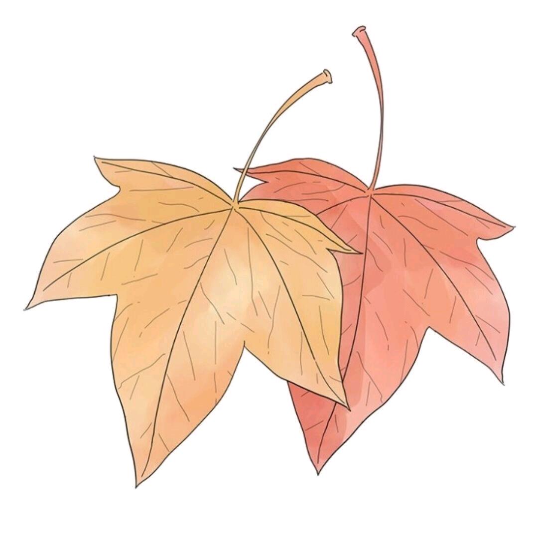 枫叶🍁