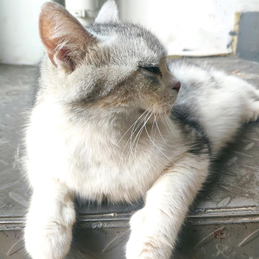 年年岁岁花相似