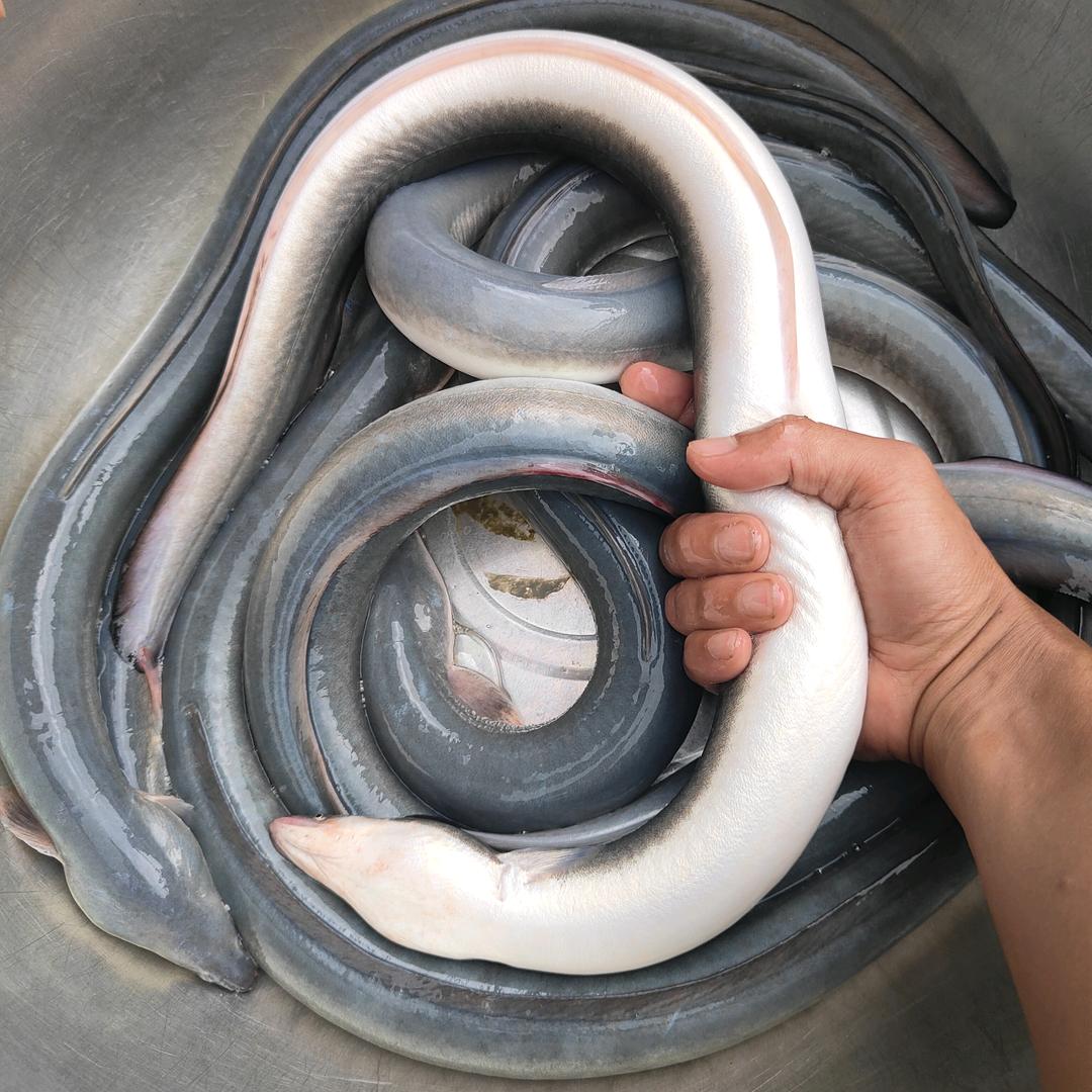 渔洋渔业鳗鱼培育基地