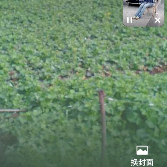 养只猫