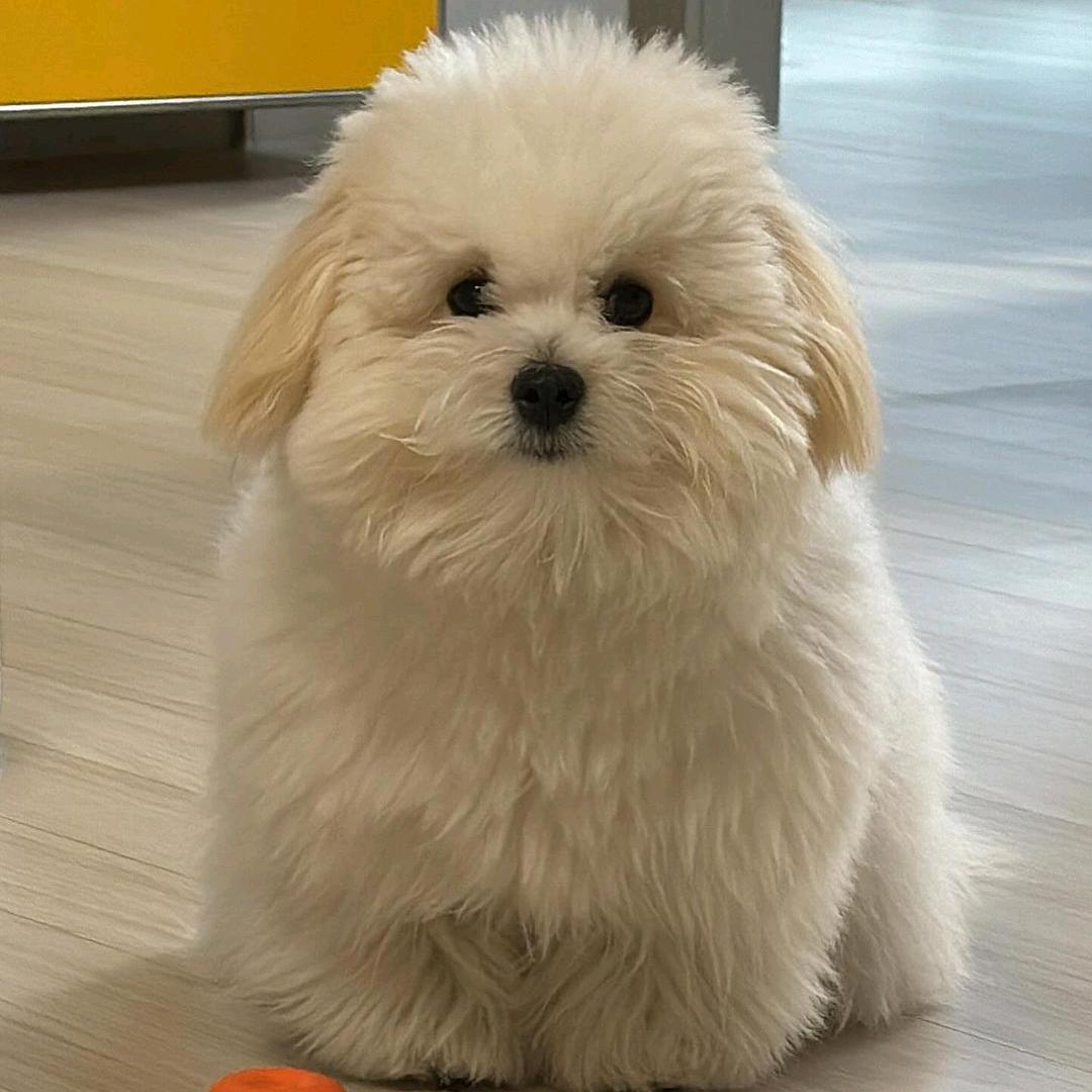 迷人的眼（小懒猪版）