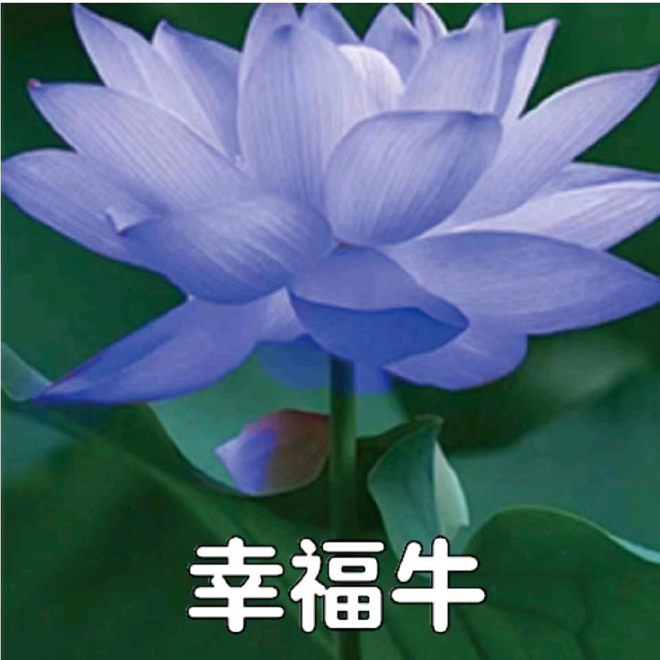 恒久忍耐《幸福九九》