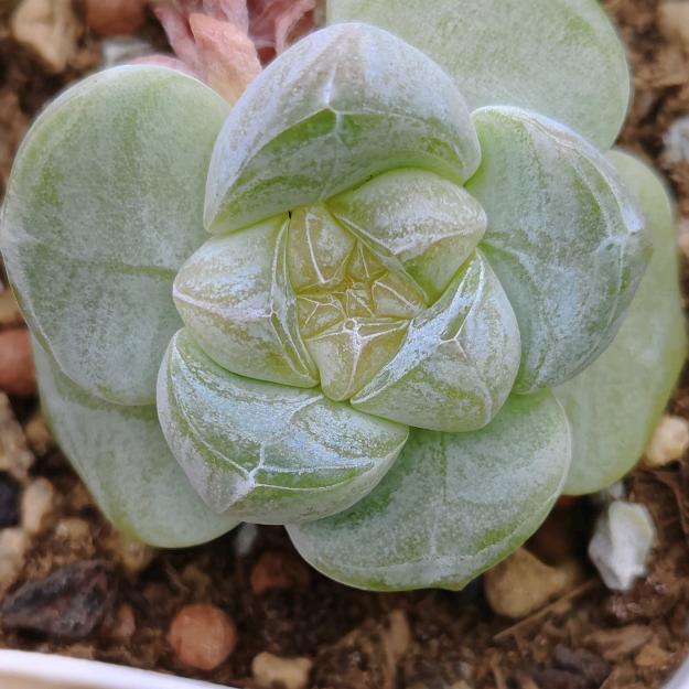 沐橙不控