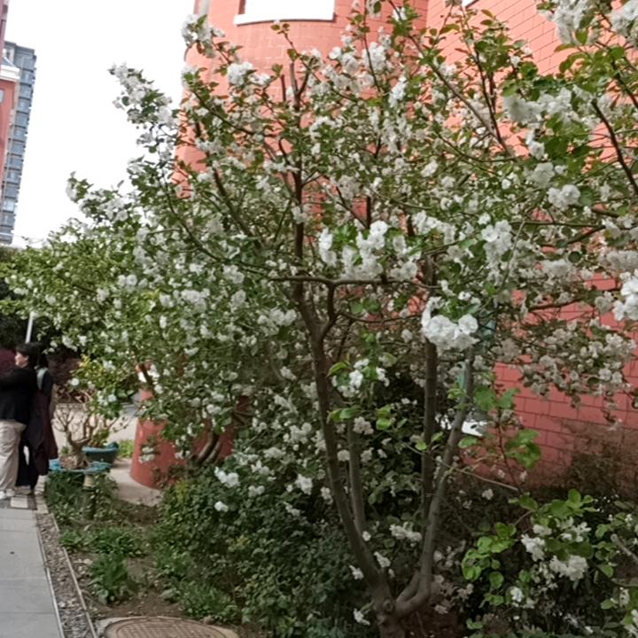 此情可待成追忆