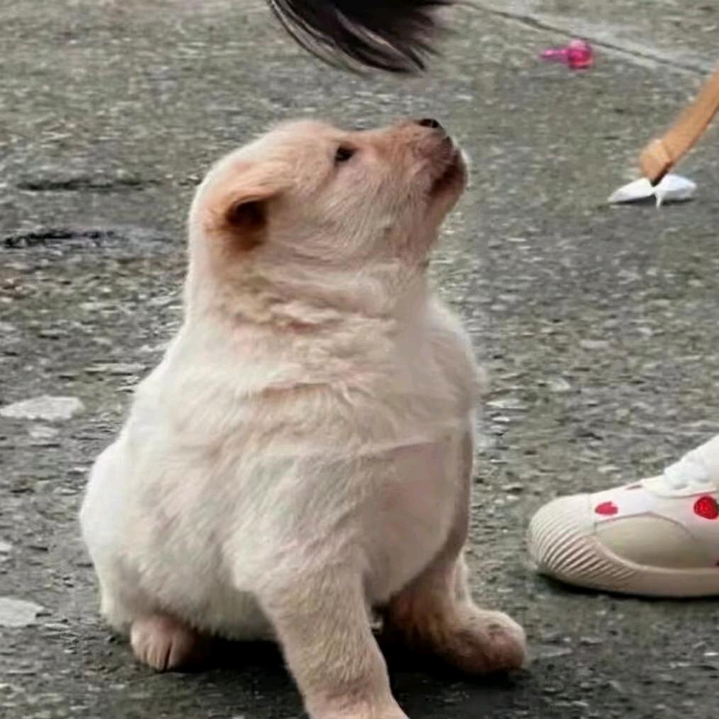 乂氼