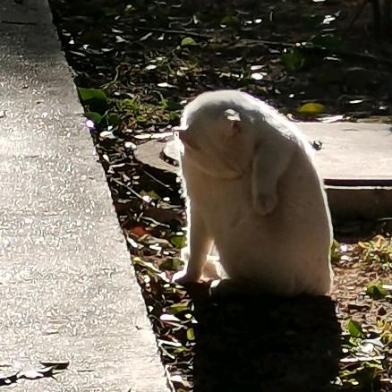 重生之我在头疗馆当顾问