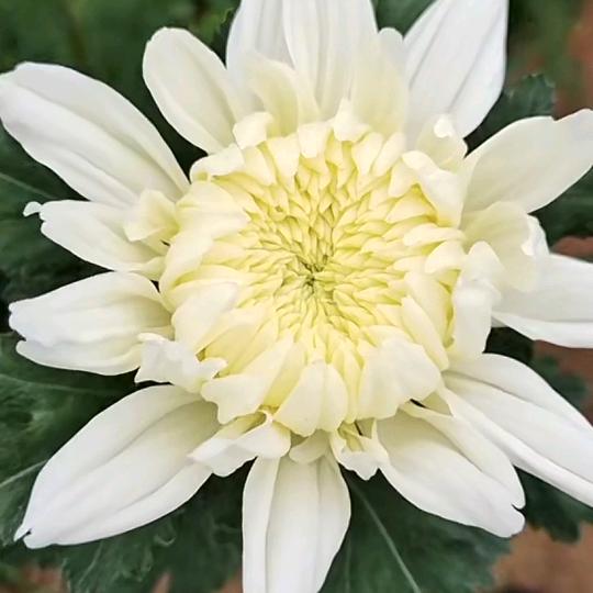 江苏菊花（老兵）