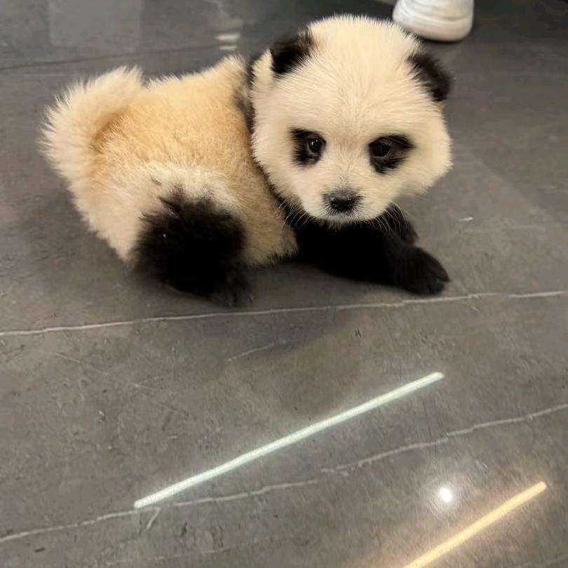 白猫 黑猫