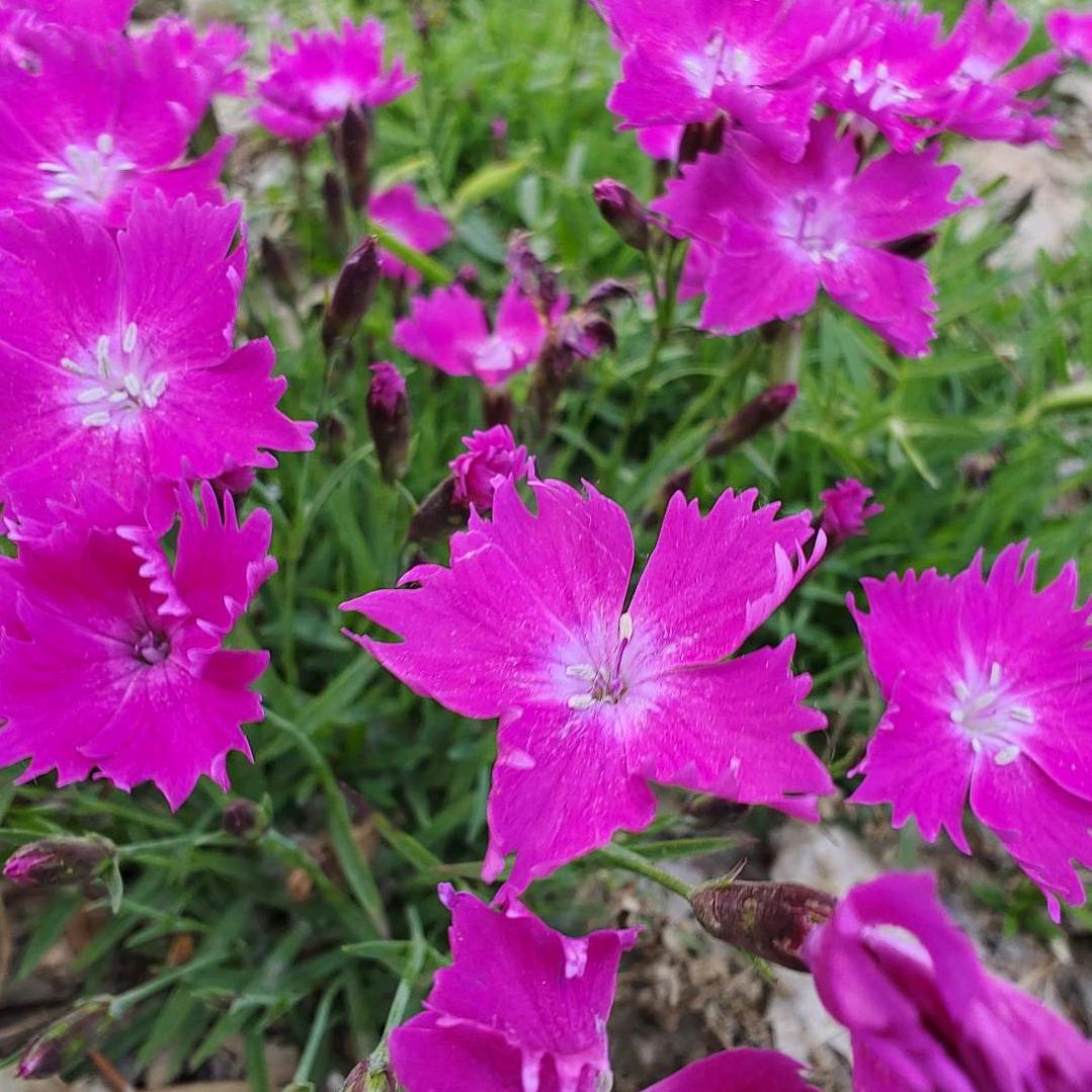有鱼
