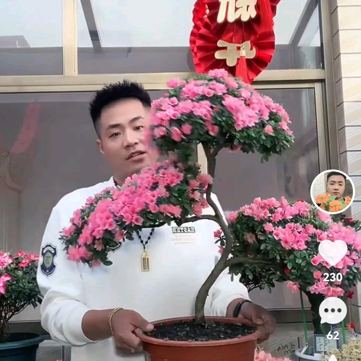 庭艺哥教养花