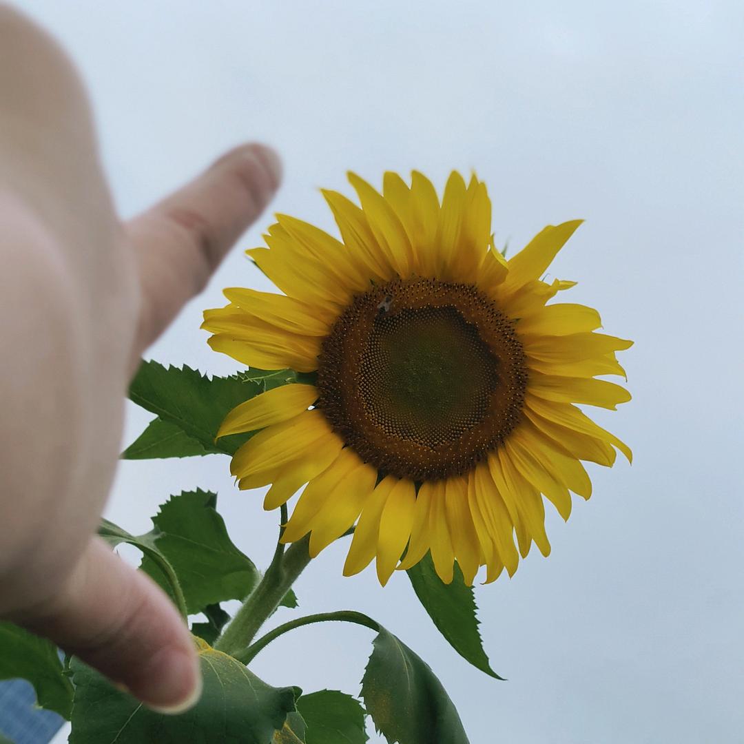 向日葵🌻🌻🌻拒绝私聊