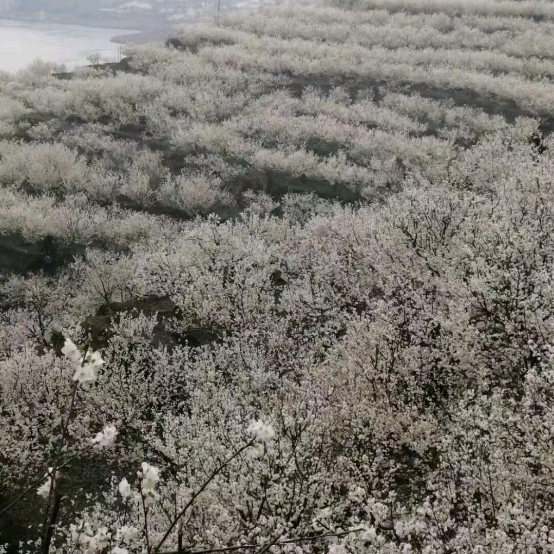 无言的美