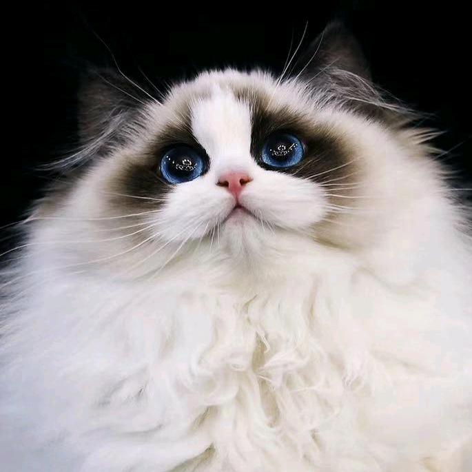 柒柒喵布偶猫舍