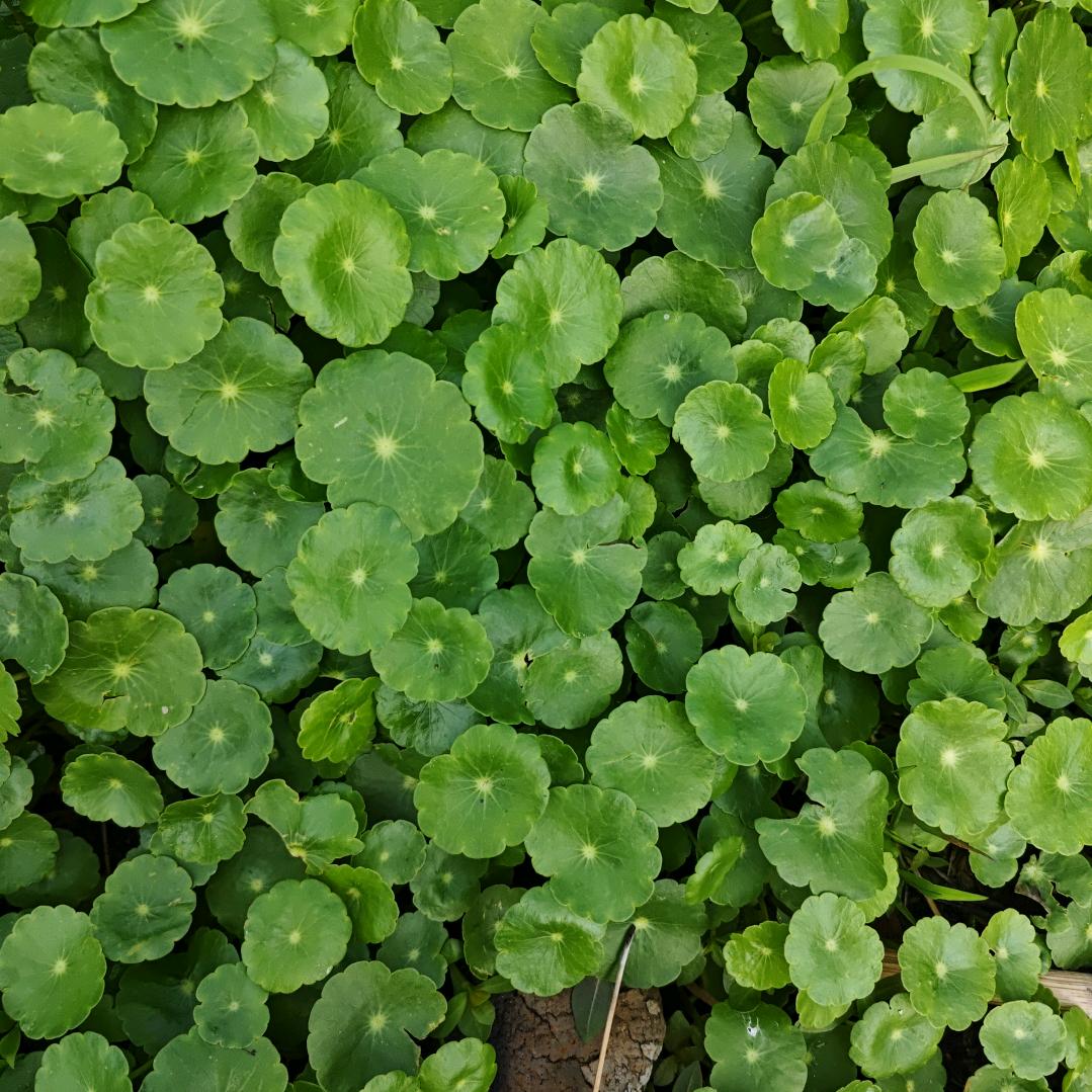 村上植树