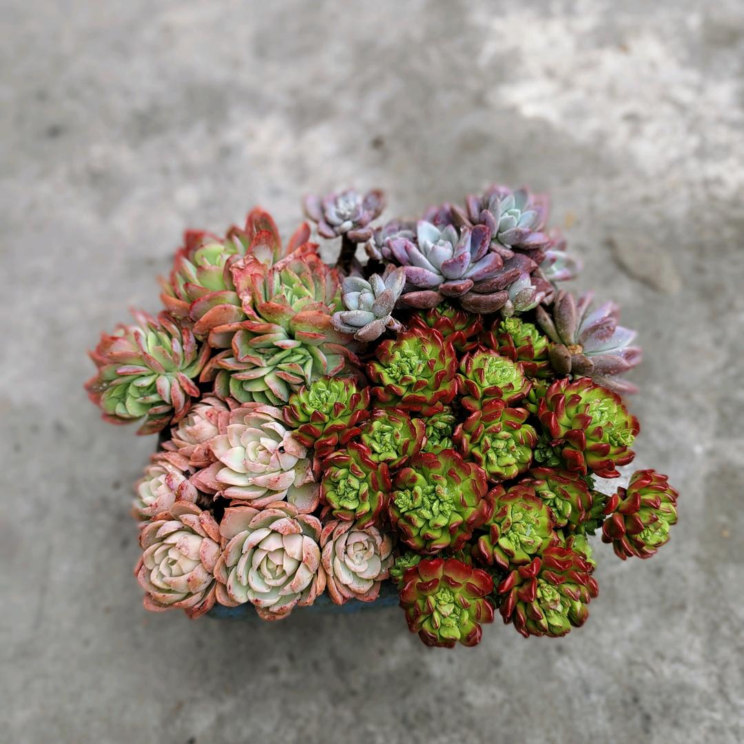 花园的芬芳
