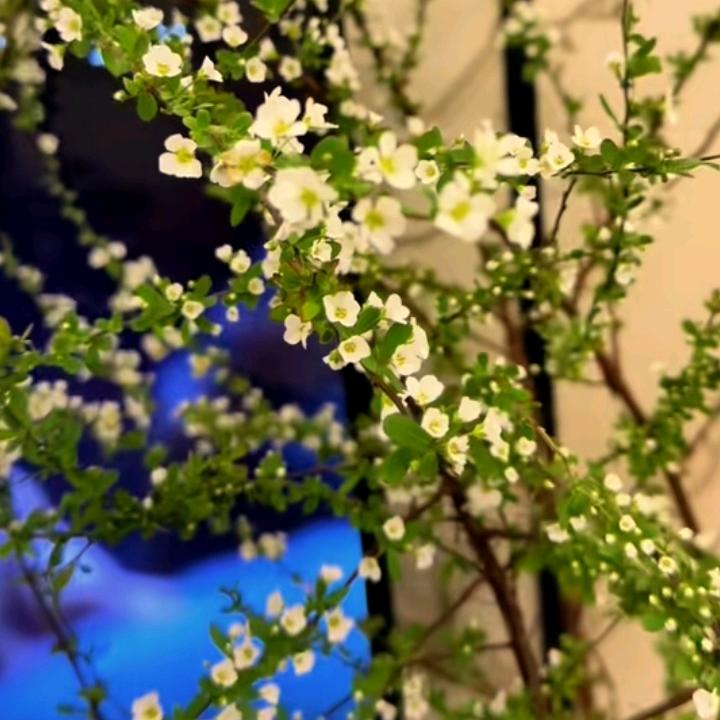 周家二小姐（梦之缘婚庆）