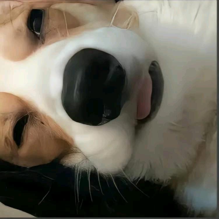 小可