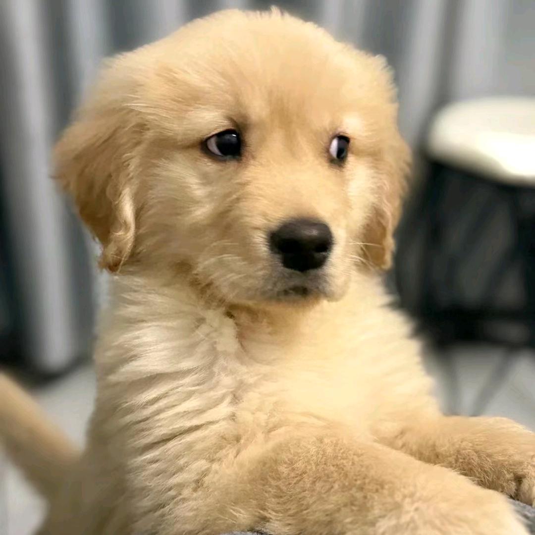 金毛优选（要🐶思聊）