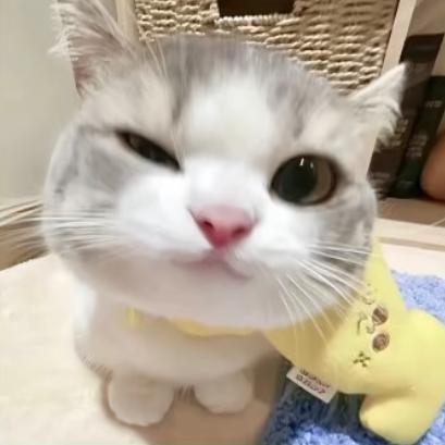 .小z.