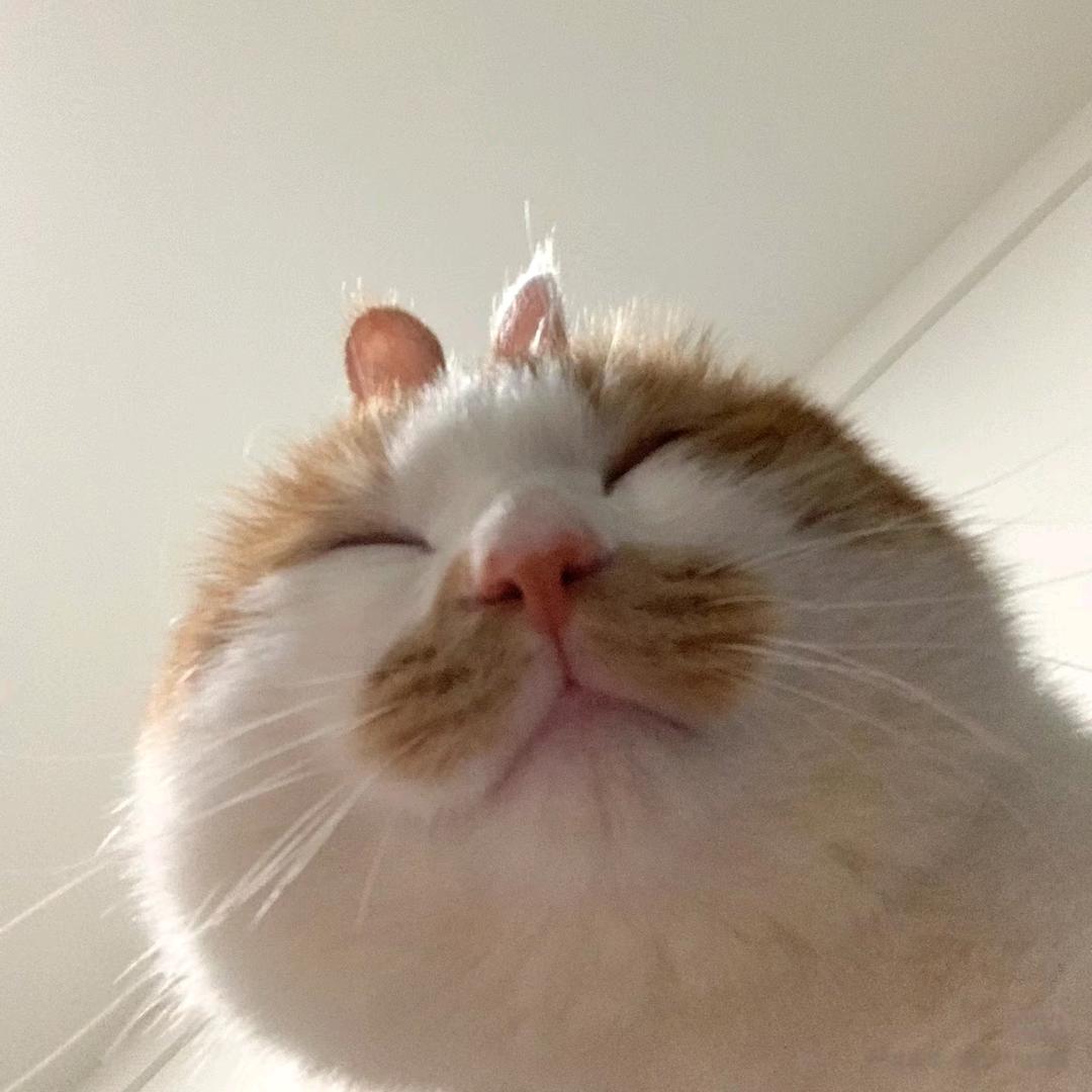 ⁺✞ʚ司马懿重度依赖ɞ✟₊
