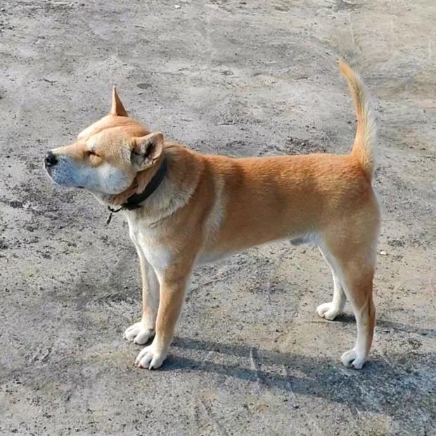 赔钱养狗