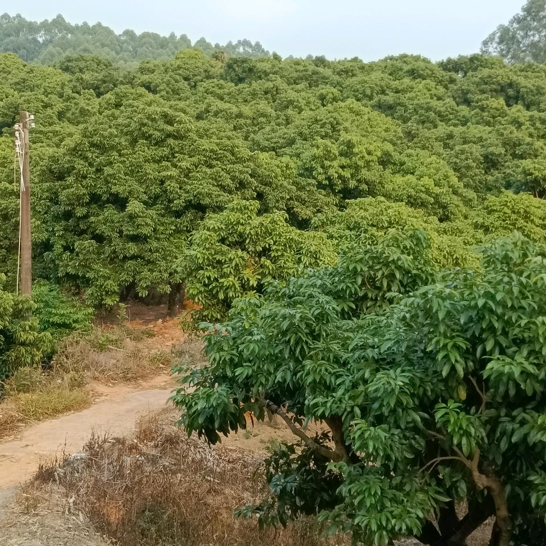学点植保