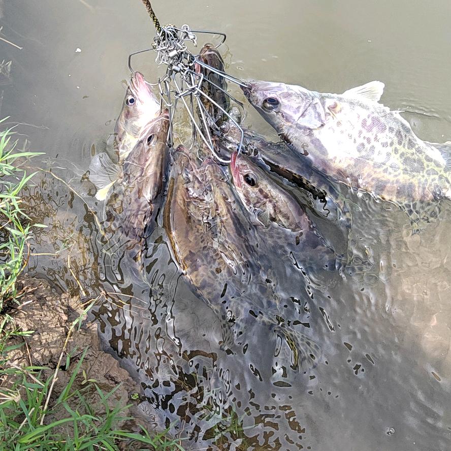 七鱼🎣路亚